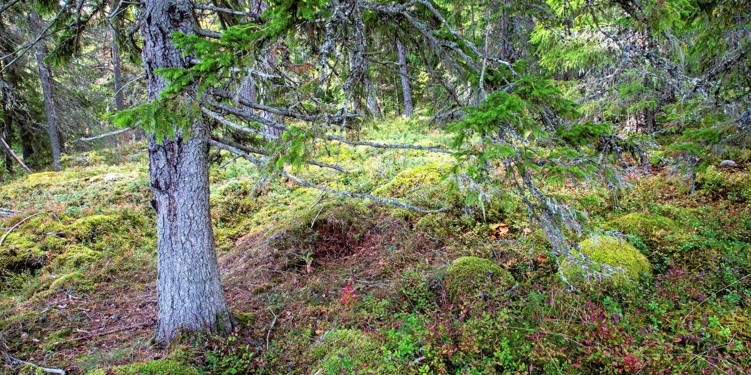 Sverige behöver en ersättningsrätt som gör att skogsägare inte missgynnas ekonomiskt av att ha fridlysta arter på sin mark, anser skribenten.