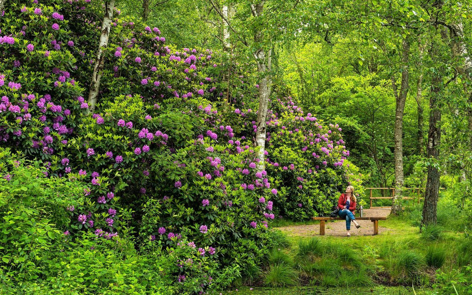 Rhododendronparken nedanför Svärjareberget är en populär utflyktsplats, och en del av Prins Bertils stig. Bild: Patrik Leonardsson