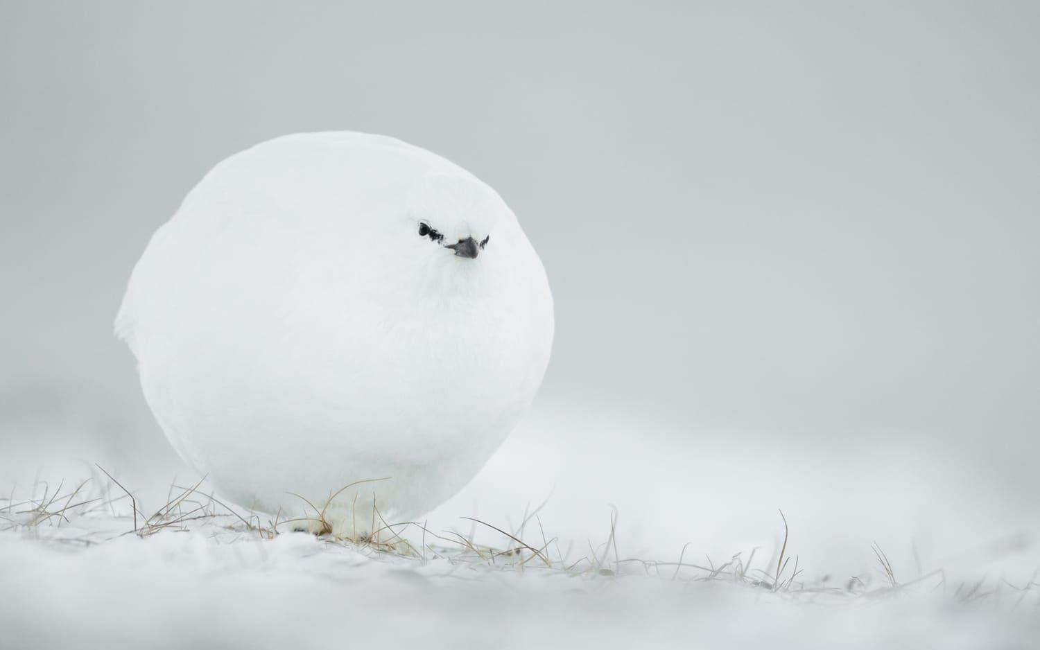 <strong id="strong-72c224da0175d021b3c1b6a37624d914">”Snowball”.</strong> En ripa på Svalbard härmar en snöboll. 