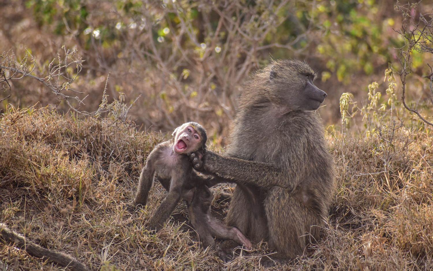 <strong id="strong-10ab2c962c97f33d54a280165be03fb2">”Cheeky Baboon”.</strong> En busig babianunge ville inte bli tvättad av sin mamma, men då tog hon honom i örat – bokstavligen talat. 